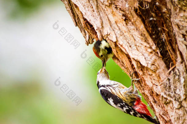 可爱的木鸟。绿色森林背景。鸟：中斑点木鸟。登德罗科波斯·梅杜斯.