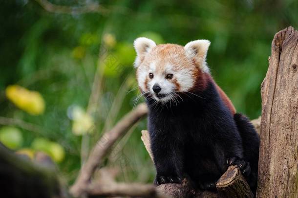 红熊猫图片: 寻找红熊猫的照片？查看所有的红熊猫照片。所有<strong>都是</strong>在4000像素的最小大小.