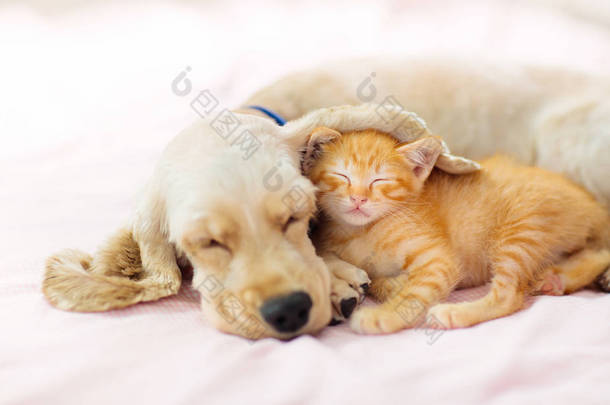 猫和狗睡觉。小狗和小猫睡觉.