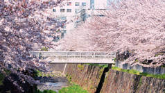 粉红色樱花或樱花，名古屋
