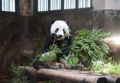 2 0 1 8年 7月 3 1日, 在中国东部浙江省杭州市杭州动物园举行的庆祝4岁生日的庆祝活动中, 大熊猫程九和双豪吃了竹子