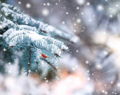 寒冷的冬天白雪皑皑的森林景观。松枝在严寒的冬天的雪覆盖着。冷杉和模糊的背景的冬天圣诞节背景