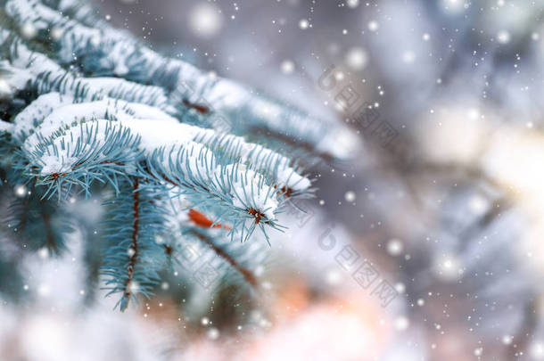 寒冷的冬天白雪皑皑的森林景观。松枝在严寒的冬天的雪覆盖着。冷杉和模糊的<strong>背景</strong>的冬天圣诞节<strong>背景</strong>