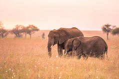 非洲大象夫妇在塞伦盖蒂的萨凡纳日落。坦桑尼亚塞伦盖蒂国家公园平原上的金合欢树。非洲野生动物野生动物园之旅.