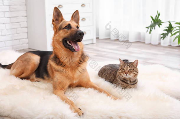 可爱的<strong>猫和</strong>狗在室内的模糊地毯上休息。动物友谊