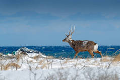 北海道梅花鹿, 鹿日本 yesoensis, 在雪地草甸, 碧波荡漾的碧海背景。动物与鹿角在自然栖息地, 冬景, 北海道, 野生动物自然, 日本.