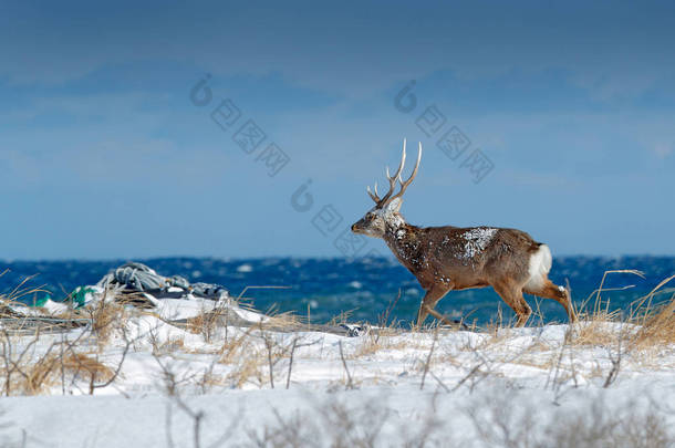 <strong>北海道</strong>梅花鹿, 鹿日本 yesoensis, 在雪地草甸, 碧波荡漾的碧海背景。动物与鹿角在自然栖息地, 冬景, <strong>北海道</strong>, 野生动物自然, 日本.