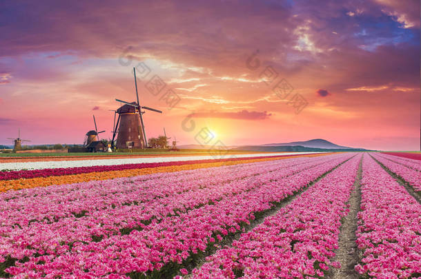 荷兰，欧洲，赞斯，运河附近有郁金香、传统<strong>杜鹃</strong>风磨坊和房屋的景观