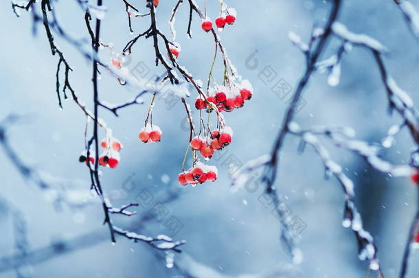 冬日的公园里，在寒冷的雨天里，绿油油、多汁的红色浆果枝条被冰雪覆盖着