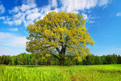 夏天的风景大树与缤纷的落叶上绿色的草地，在阳光明媚的午后