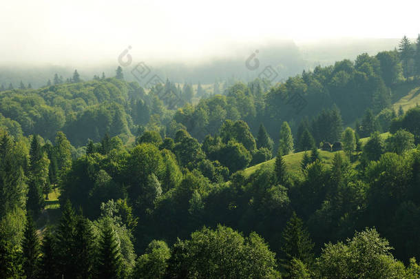 高空冷杉林。在清晨的第一个<strong>小时</strong>被云层覆盖的山上的冷杉森林.
