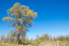 草原, 草原, 草原, veld。中亚春季。哈萨克斯坦。turanga 杨树。幼发拉底河杨树