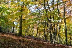 斯洛伐克 Karpaty 的秋季森林中有鲜艳叶子的树木
