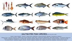 鱼类物种盐水海相上白色隔离
