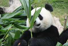 大熊猫熊 (大熊猫) 的肖像，吃竹子，中国