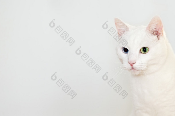 白色猫的画像。文本的空间