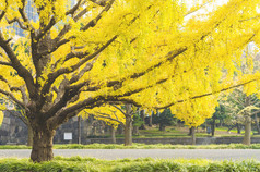 日本秋季金黄的银杏树