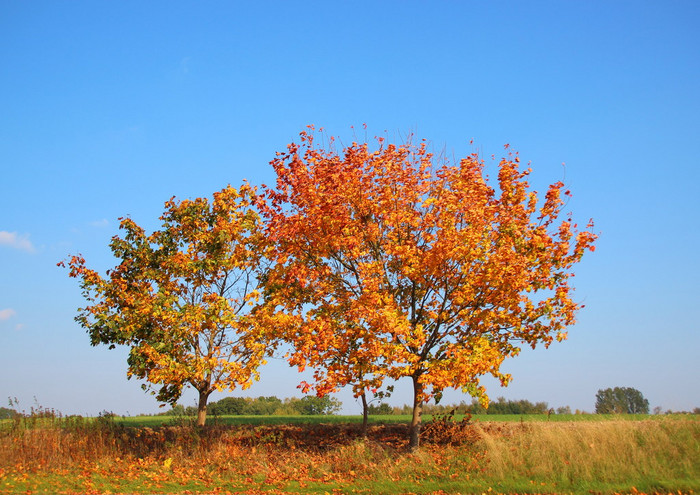 秋天树上山顶上用鲜艳的颜色
