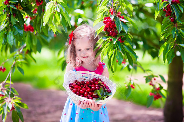 在花园里的小女孩采摘新鲜樱桃浆果