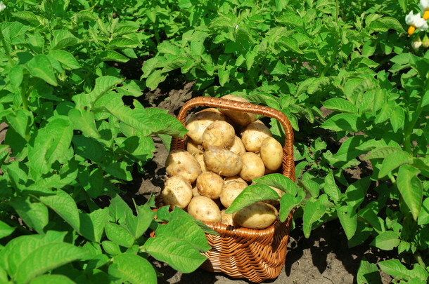 在<strong>柳条</strong>篮子在马铃薯种植新土豆
