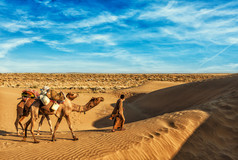骆驼在塔尔沙漠沙丘骆驼的 cameleer 驱动程序