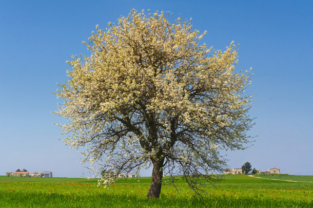 普利亚和巴西利卡塔之间: 春天风景的麦田。Italy.Lone 树盛开在玉米田生.