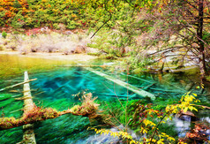 秋天的树林淹没的树干美丽的蔚蓝湖