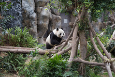 可爱大熊猫 （大熊猫)