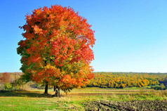美丽的秋天风景与多彩的树木。阳光灿烂的日子