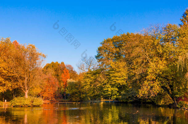 秋天的森林景观。金色的秋天风景。秋天。秋天。秋天的公园。秋天的树木和树叶