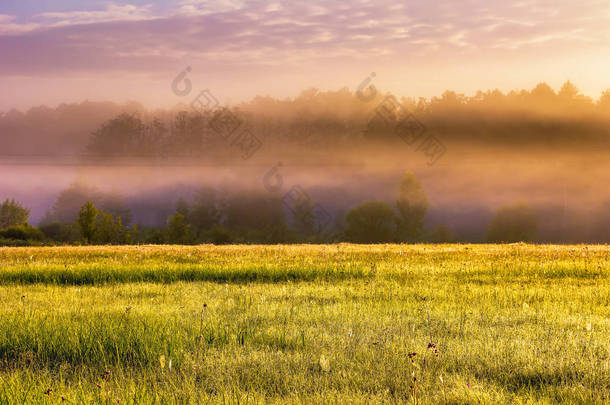 美丽的早晨有雾草甸景观