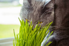 猫-发芽燕麦所需的维生素。绿草在花盆里。猫吃草有用。猫灰色，芳草绿。背景-木制的黑暗的董事会。发芽的燕麦是有用的猫