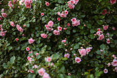 在花园里盛开的粉红玫瑰。粉红玫瑰盛开在 ga