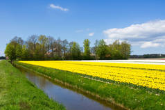 春季郁金香字段在荷兰，五颜六色的花朵在荷兰