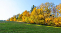 秋叶桔黄色秋季景观