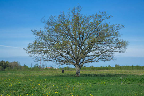 橡木在草甸在拉脱维亚。旅游照片.