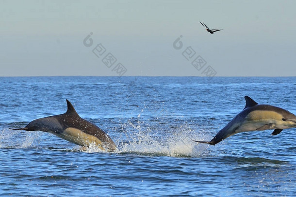 海豚, 在海里游泳。海豚在水中游泳和跳跃。长喙普通海豚 (学名: 海豚 capensis) 在大西洋.