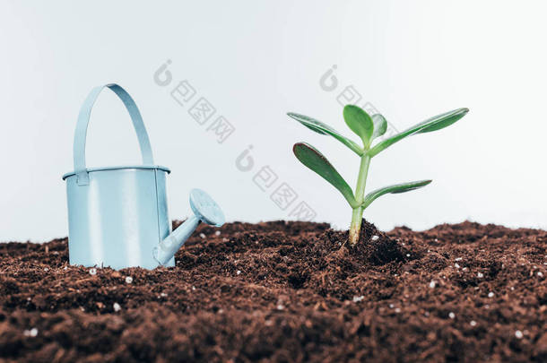 绿色植物在土壤中的特写和灰锅浇水