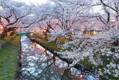 日本春季樱花樱桃花小运河.