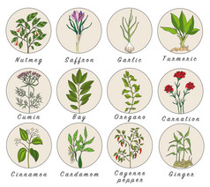 组的香料、 香草和铁皮石斛植物图标。愈合的植物
