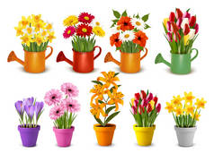 在水壶和水壶中收藏了五彩缤纷的春花和夏花.B.