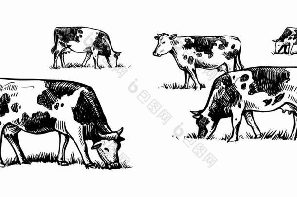 奶牛在草地上吃草素描式的