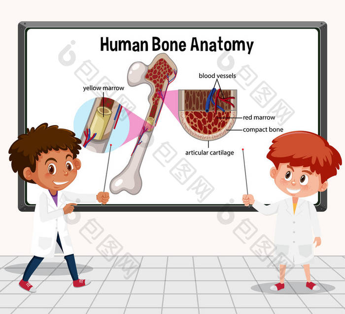 年轻科学家在实验室图解中解释人体骨骼解剖