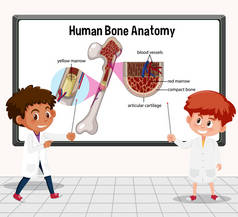 年轻科学家在实验室图解中解释人体骨骼解剖