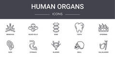 人体器官概念线图标设置。包含可用于web, logo, ui / ux的图标,如血细胞,牙齿,耳朵,膀胱,颅骨,胆囊,表皮,骨头