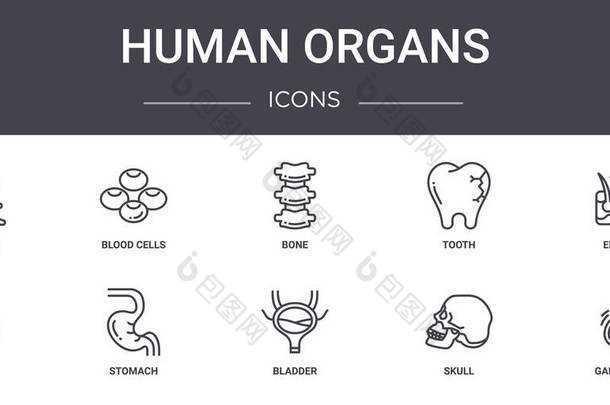 人体器官概念线图<strong>标</strong>设置。包含可用于web, logo, ui / ux的图<strong>标</strong>,如血细胞,牙齿,耳朵,膀胱,颅骨,胆囊,表皮,骨头