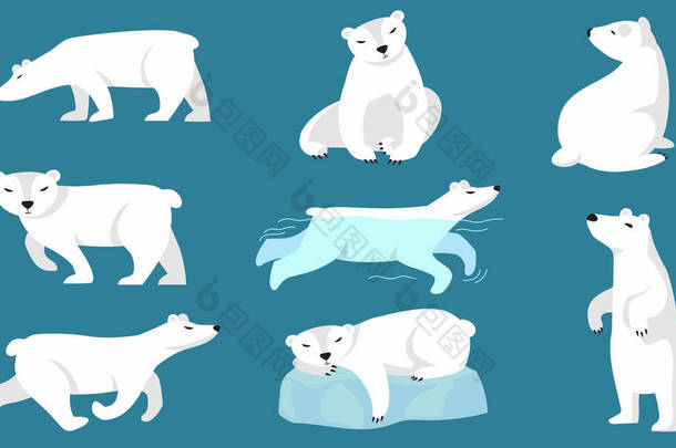 北极熊布景。可爱的北极熊行走，奔跑，游泳，坐着，睡在冰上。动物园的图解、冬季特征、北部野生动物概念