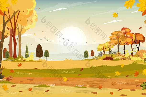 秋天的风景奇景仙境森林绿地，秋天的中秋天然橙叶，秋天的风景美丽全景，落山后，枫叶凋落 