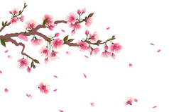 樱花分枝,花瓣飘落,白色孤立.空间为您的文字。B.