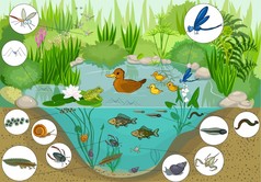 养鸭子的池塘生态系统